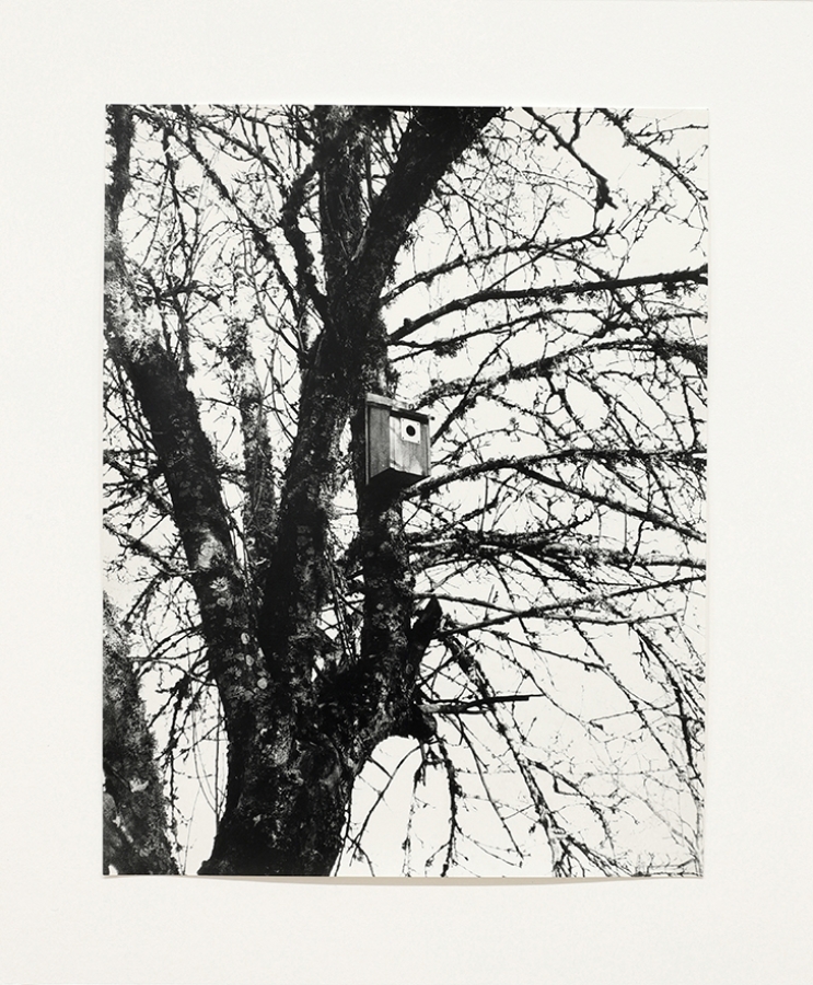 black and white photo of trees 