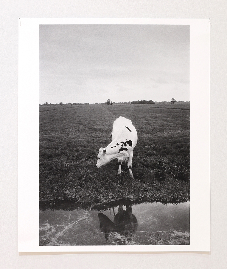 photo of cow at water
