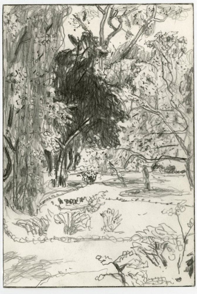 graphite drawing of garden