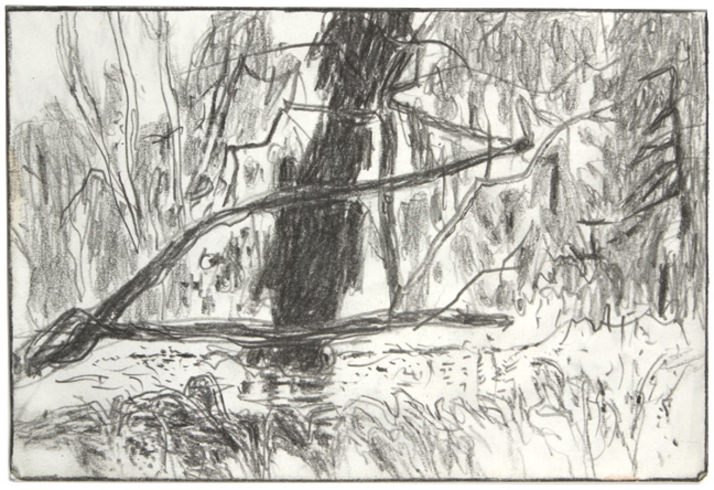 graphite drawing of trees