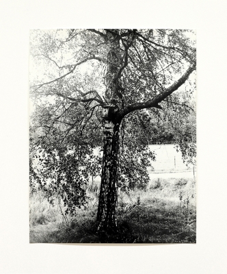 black and white photo of woods