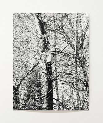 black and white photo of trees 