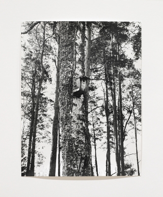 black and white photo of trees