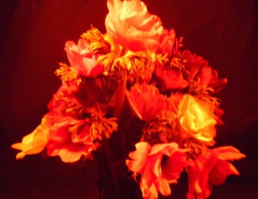 Les LeVeque photograph of infared flowers