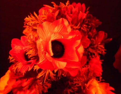 Les LeVeque photograph of infared flowers