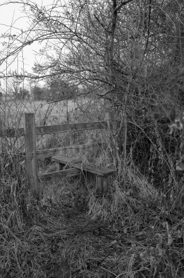 Sam Contis black and white photograph of fence and tree and overgrown brush