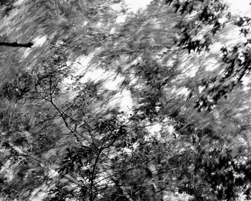 Vince Leo black and white abstract photograph of trees