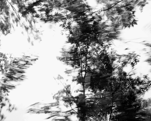 Vince Leo black and white abstract photograph of trees