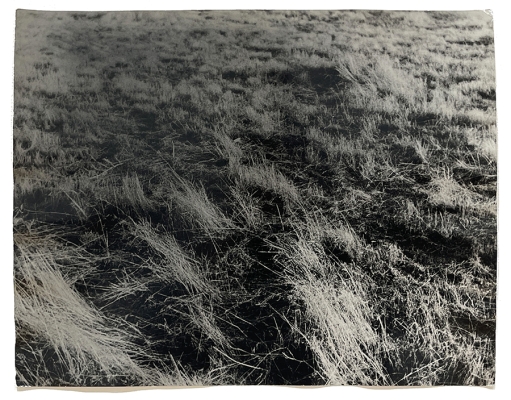black and white photograph of long grass