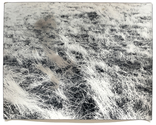 black and white photo of long grasses