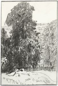graphite drawing of garden with large tree