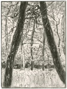 graphite drawing of trees